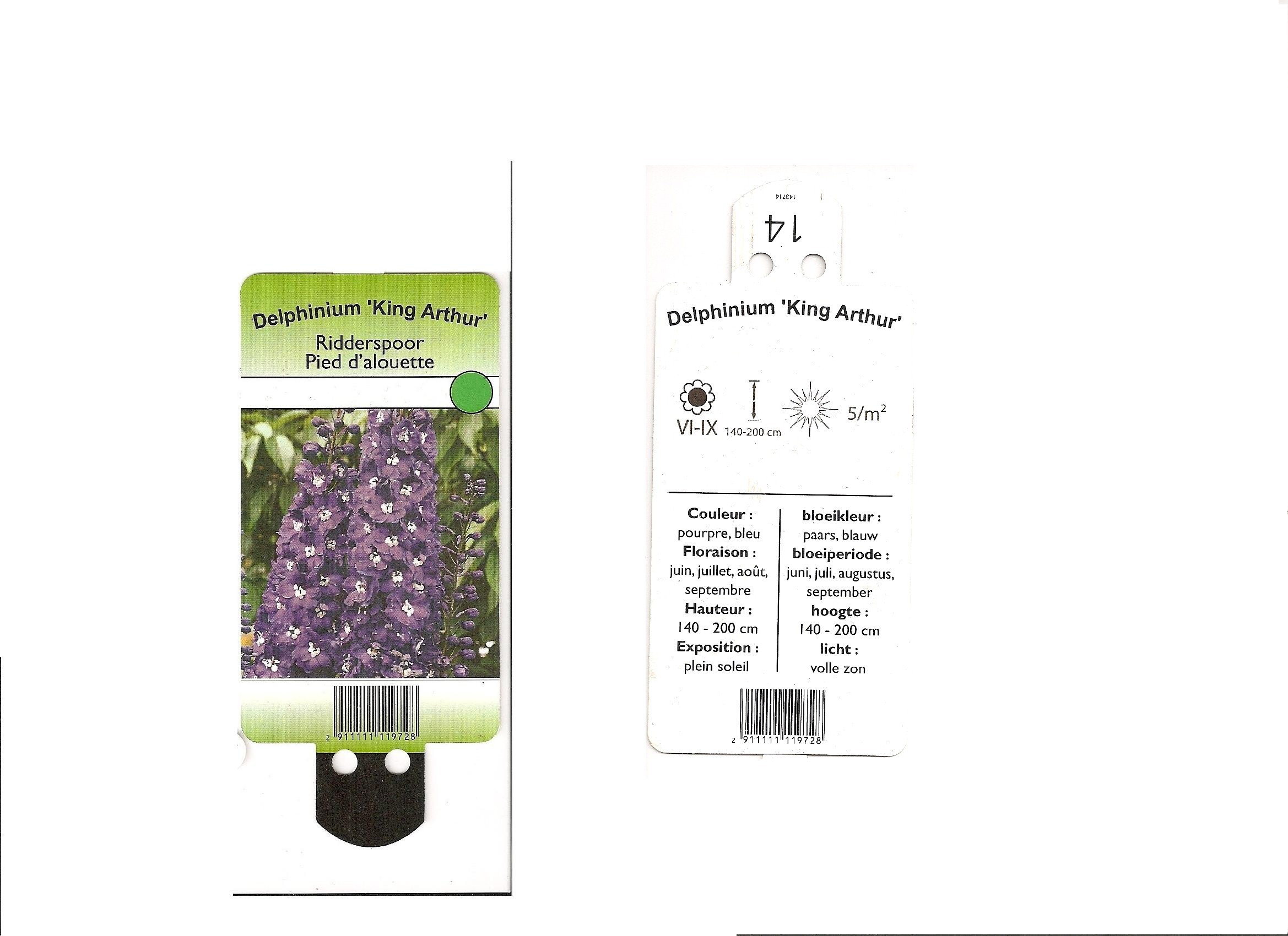 Delphinium King Arthur.jpg